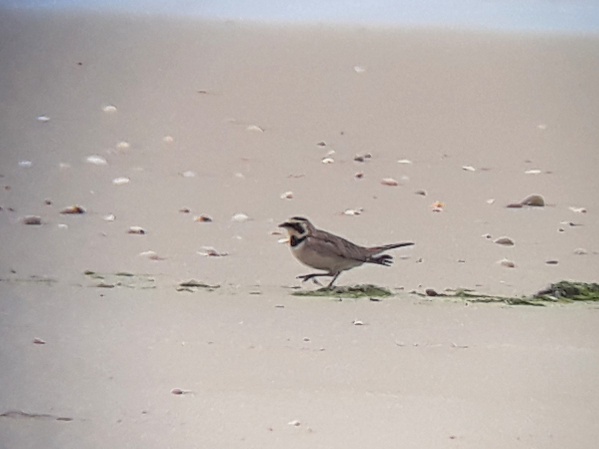 Horned Lark - Flávio Oliveira