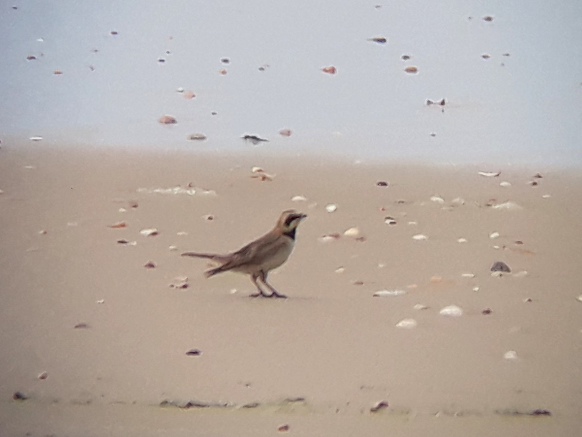 Horned Lark - ML365701661