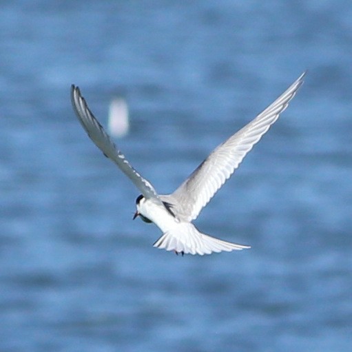 Arctic Tern - ML36570201