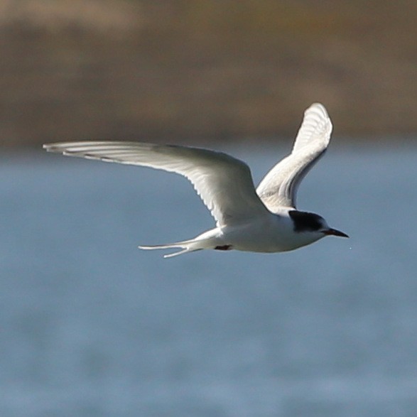 Arctic Tern - ML36570211