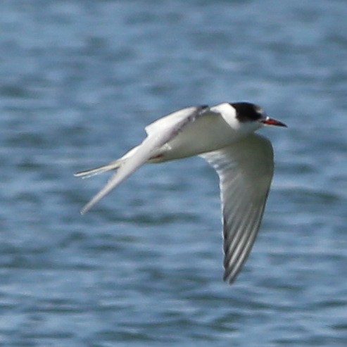 Arctic Tern - ML36570221