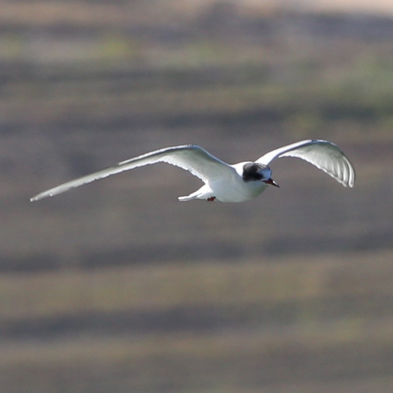 Arctic Tern - ML36570231