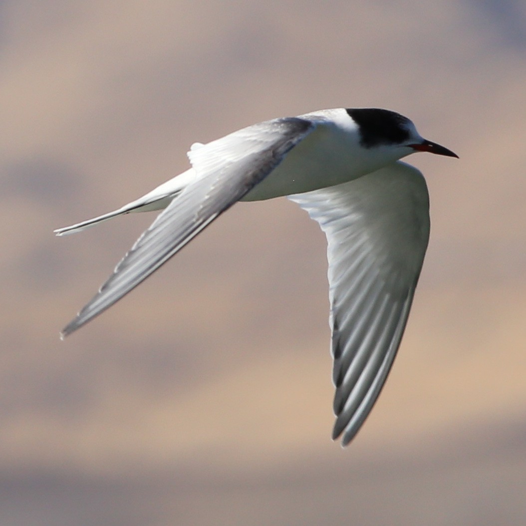 Arctic Tern - ML36570241