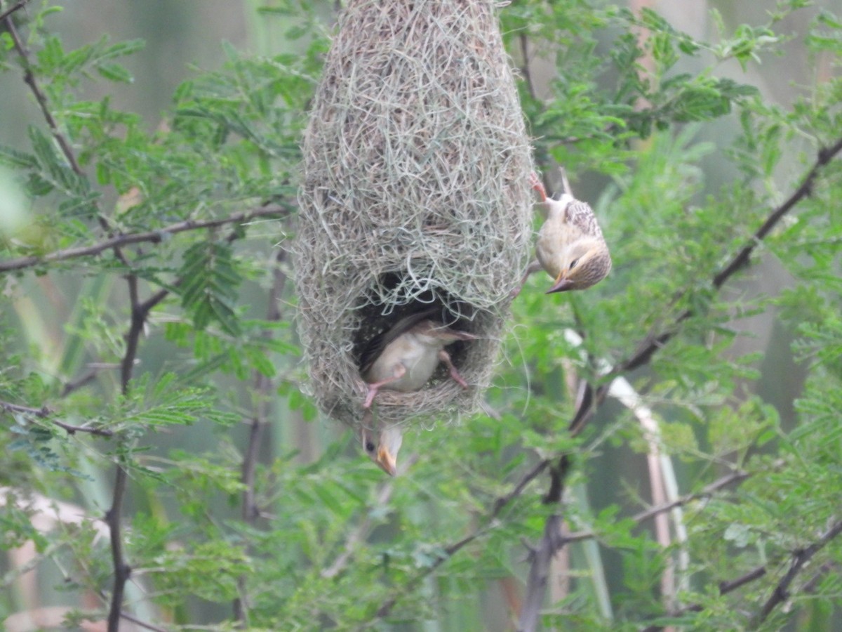 Baya Weaver - ML365702611