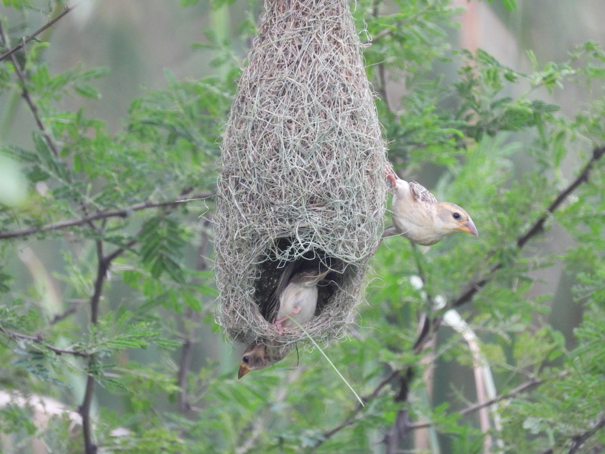 Baya Weaver - ML365702621