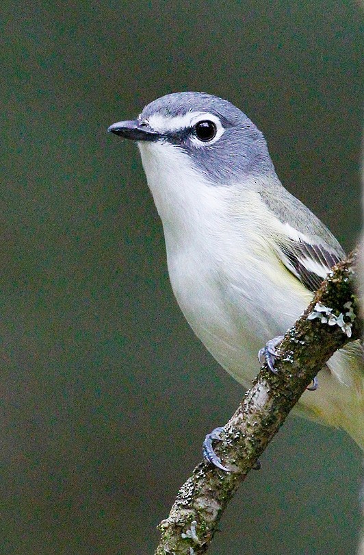 Blue-headed Vireo - ML365703441