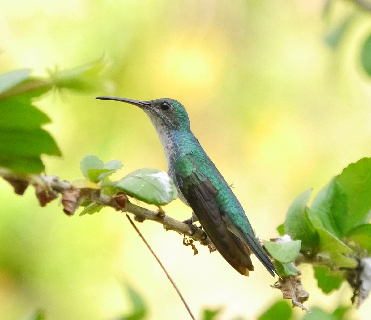 skjellbrystkolibri (cuvierii gr.) - ML365704641