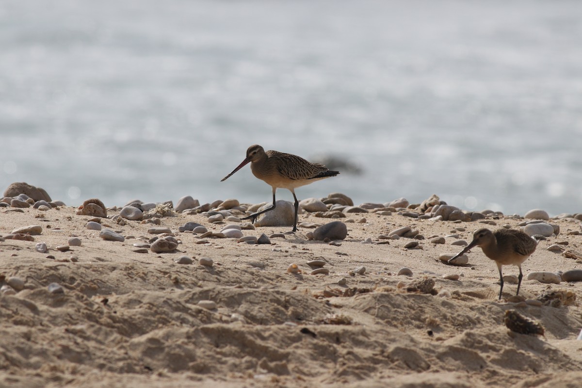 Bar-tailed Godwit - ML365704741