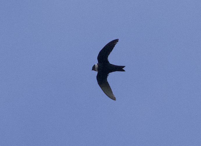 White-collared Swift - Andrew Vallely