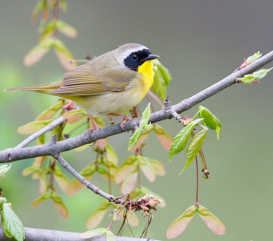 Common Yellowthroat - ML365704861
