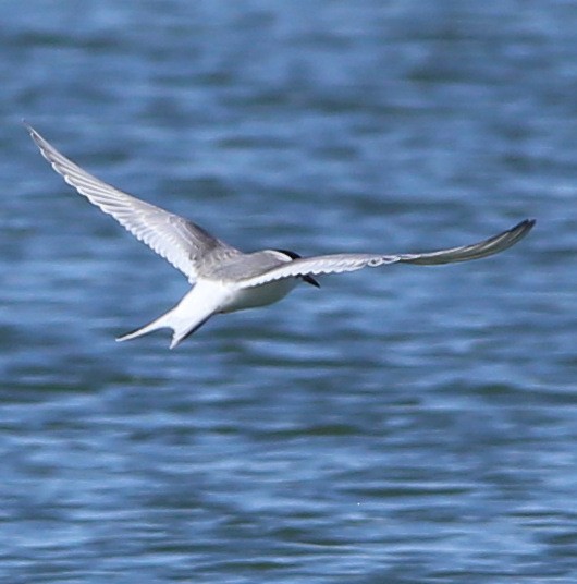 Arctic Tern - ML36570521