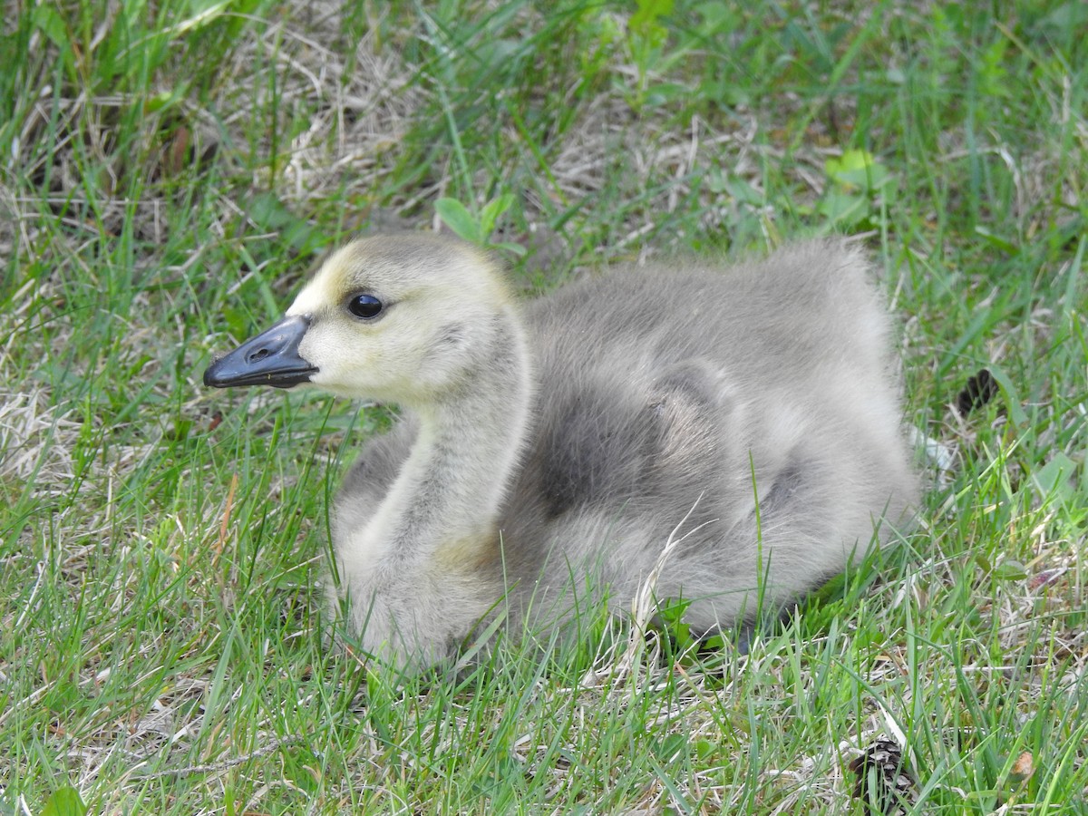 Canada Goose - Matthew Dudziak