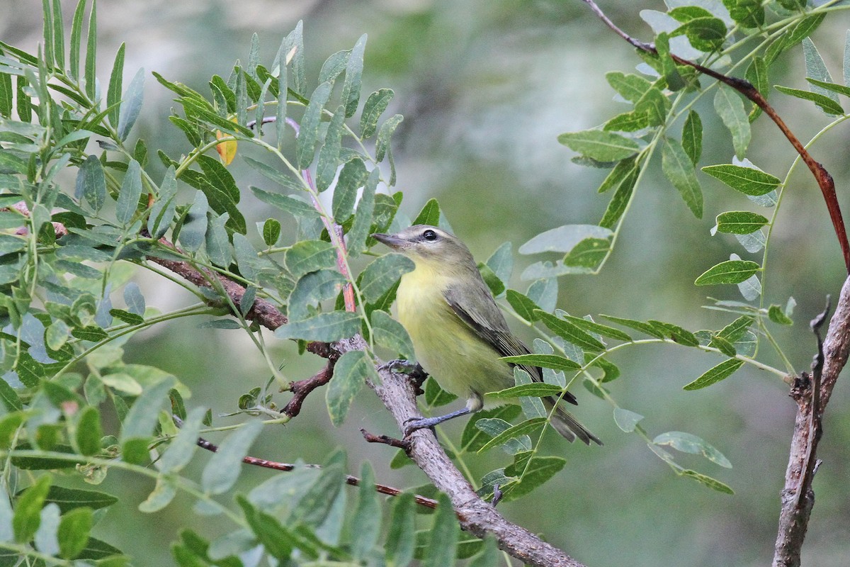 Philadelphia Vireo - ML365707101