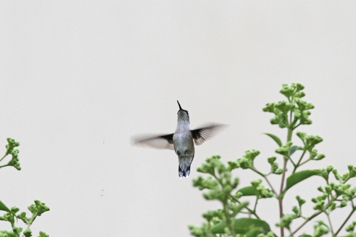 Ruby-throated Hummingbird - Geoffrey A. Williamson