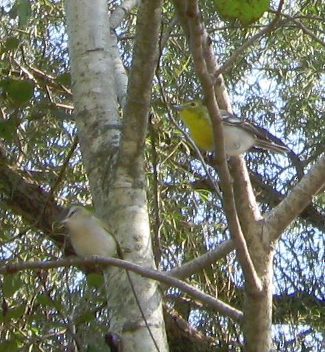 Yellow-throated Vireo - ML365707141