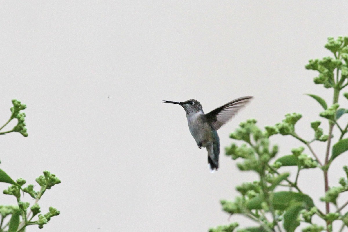 Ruby-throated Hummingbird - Geoffrey A. Williamson