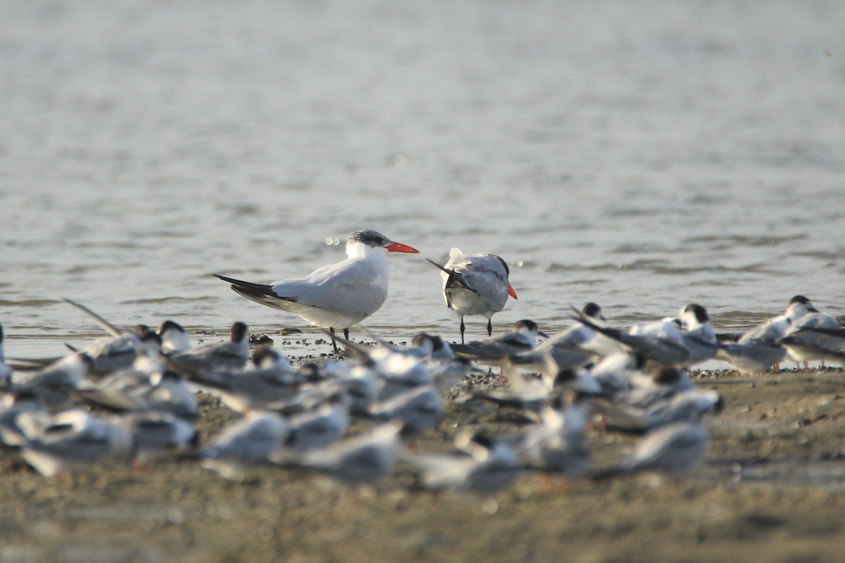 Caspian Tern - Aravind Amirtharaj