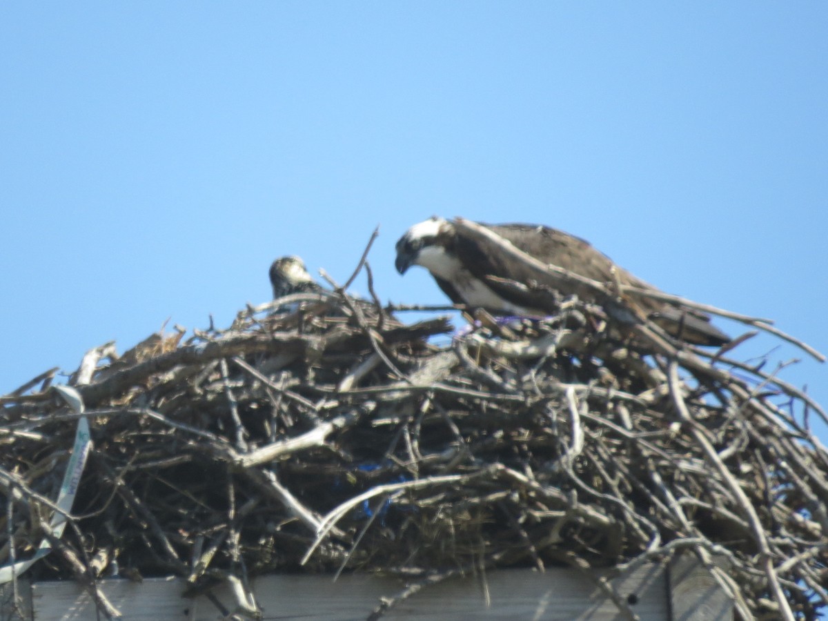 Osprey - ML365709541