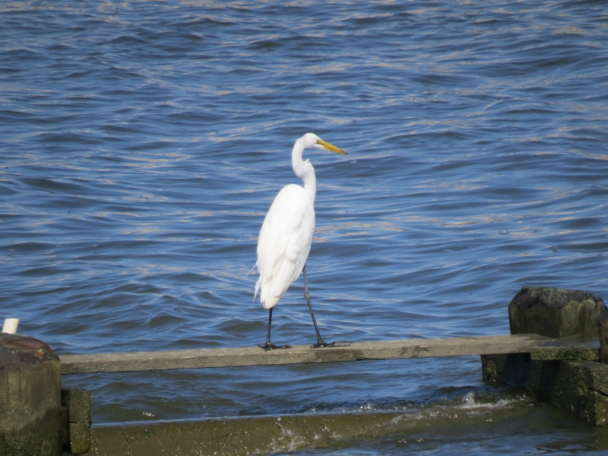 Great Egret - ML365709581