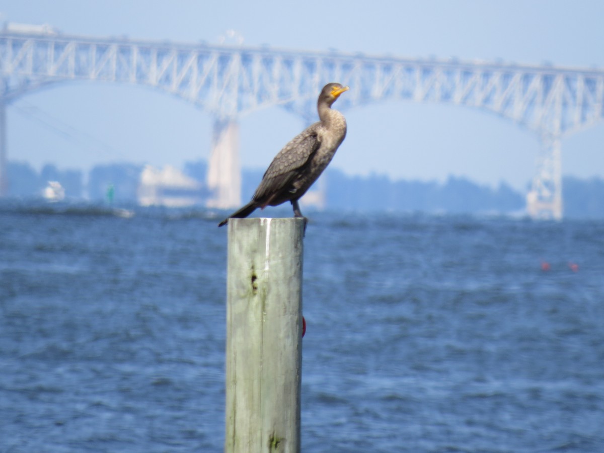 Double-crested Cormorant - ML365709611