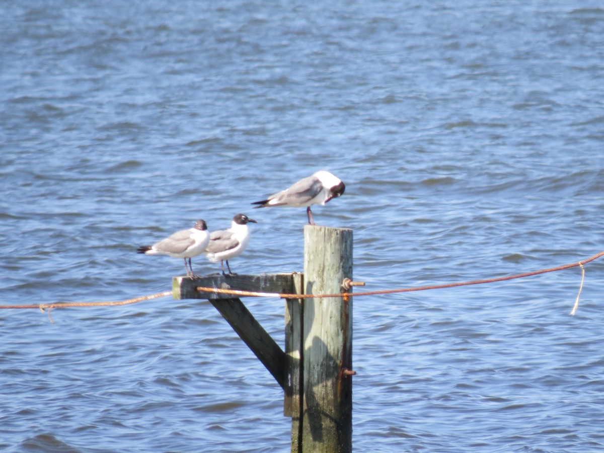 Laughing Gull - ML365709721