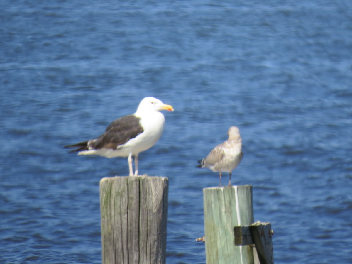 Herring Gull - ML365709801