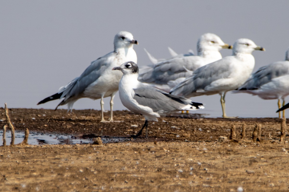 Franklin's Gull - ML365712011