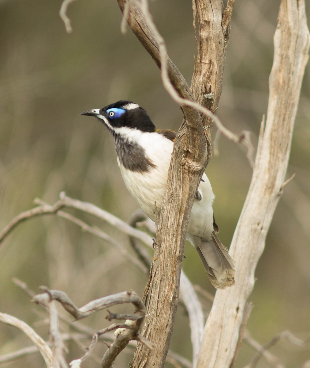 Blue-faced Honeyeater - ML36571371