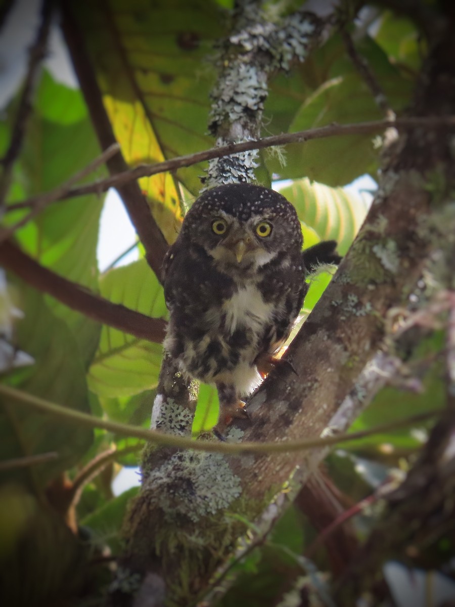 Yungas Pygmy-Owl - Àlex Giménez