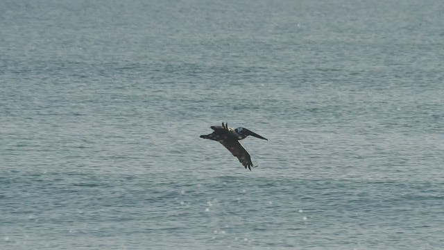 pelikán hnědý (ssp. carolinensis) - ML365715631