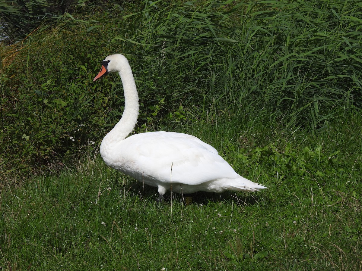 Cisne Vulgar - ML365716741