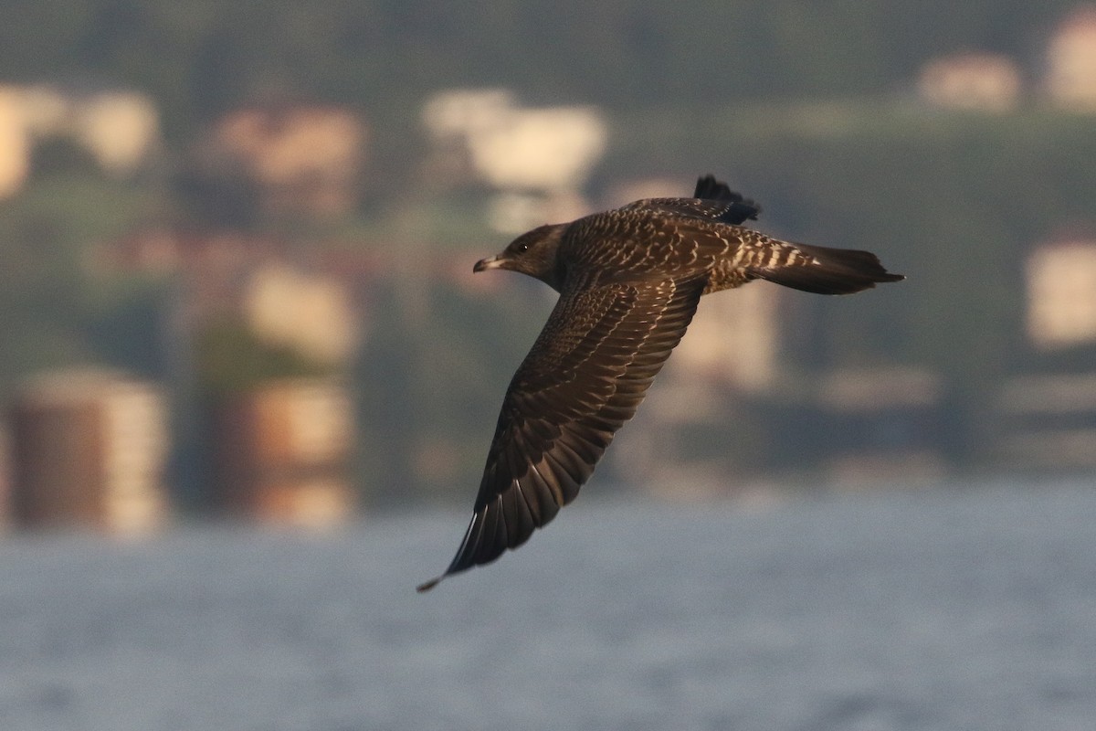 Long-tailed Jaeger - ML365717661