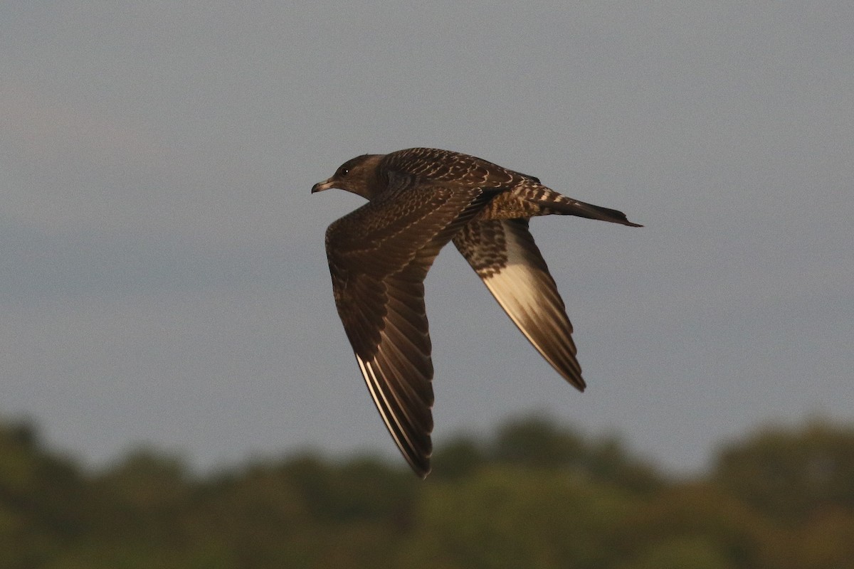 Long-tailed Jaeger - Victor Stoll