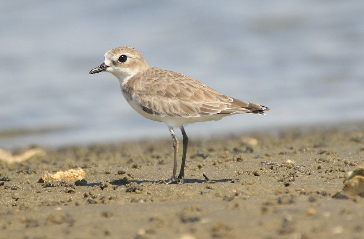 Tibetan Sand-Plover - Aravind Amirtharaj