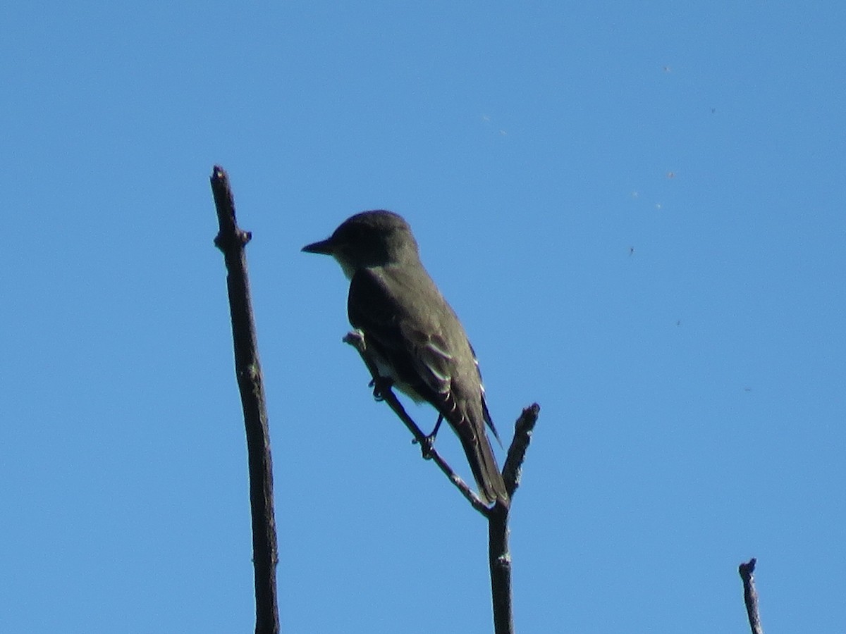 Olive-sided Flycatcher - ML365719811