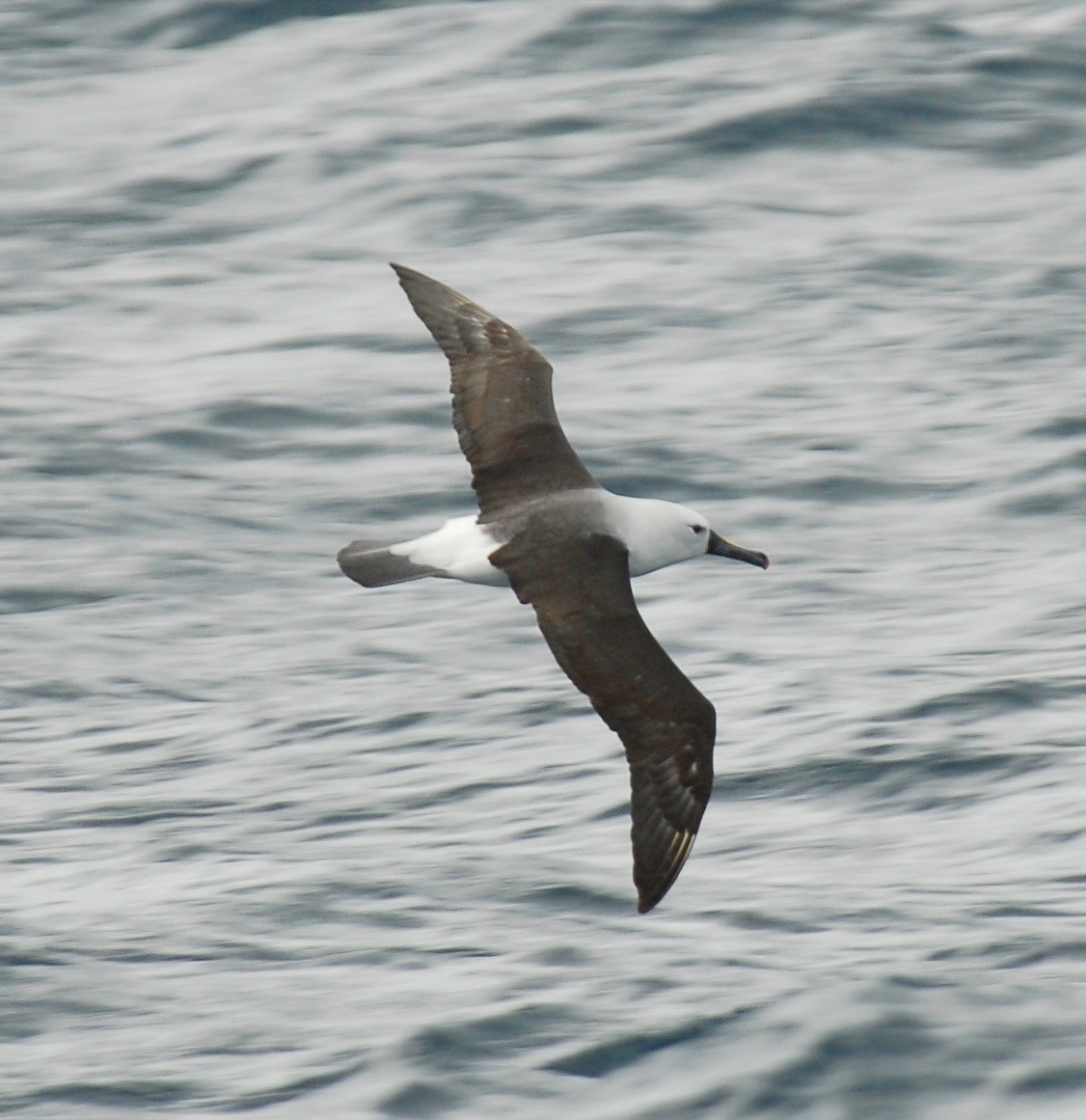 Indian Yellow-nosed Albatross - ML36572371