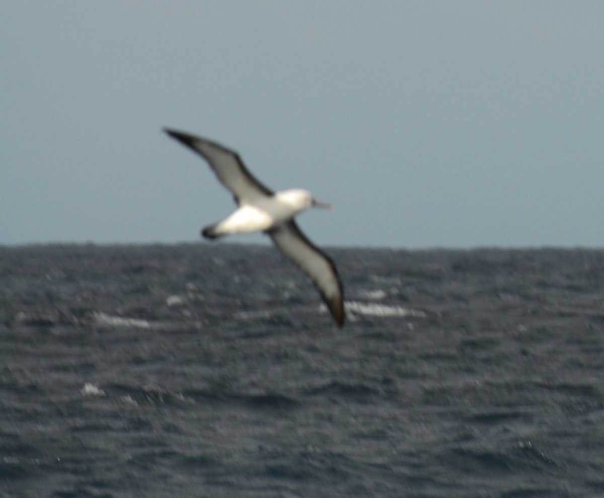 Indian Yellow-nosed Albatross - ML36572381