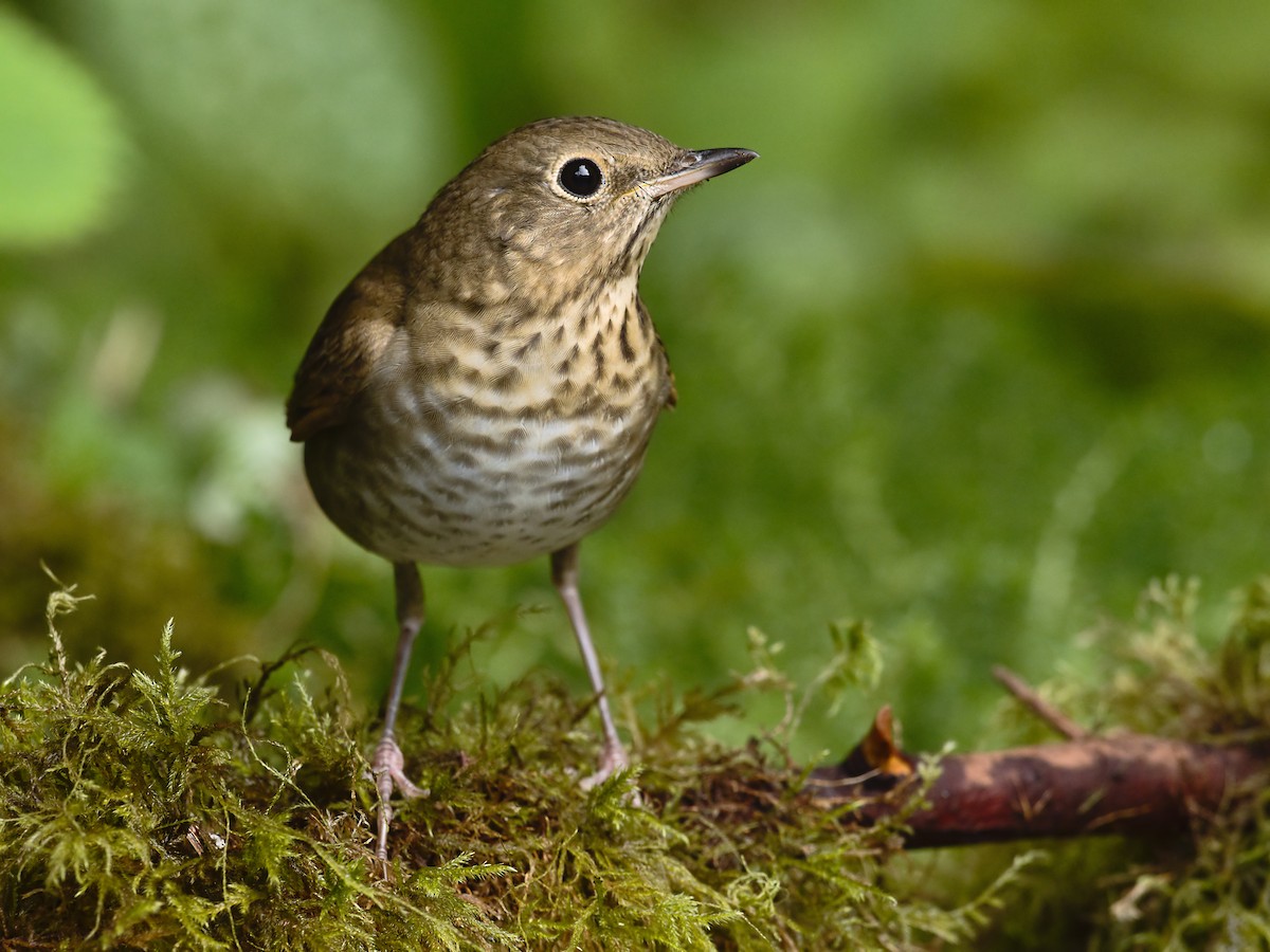 Swainson's Thrush - ML365727031