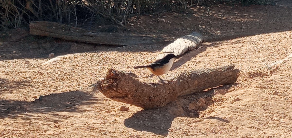 Southern Boubou - ML365727371