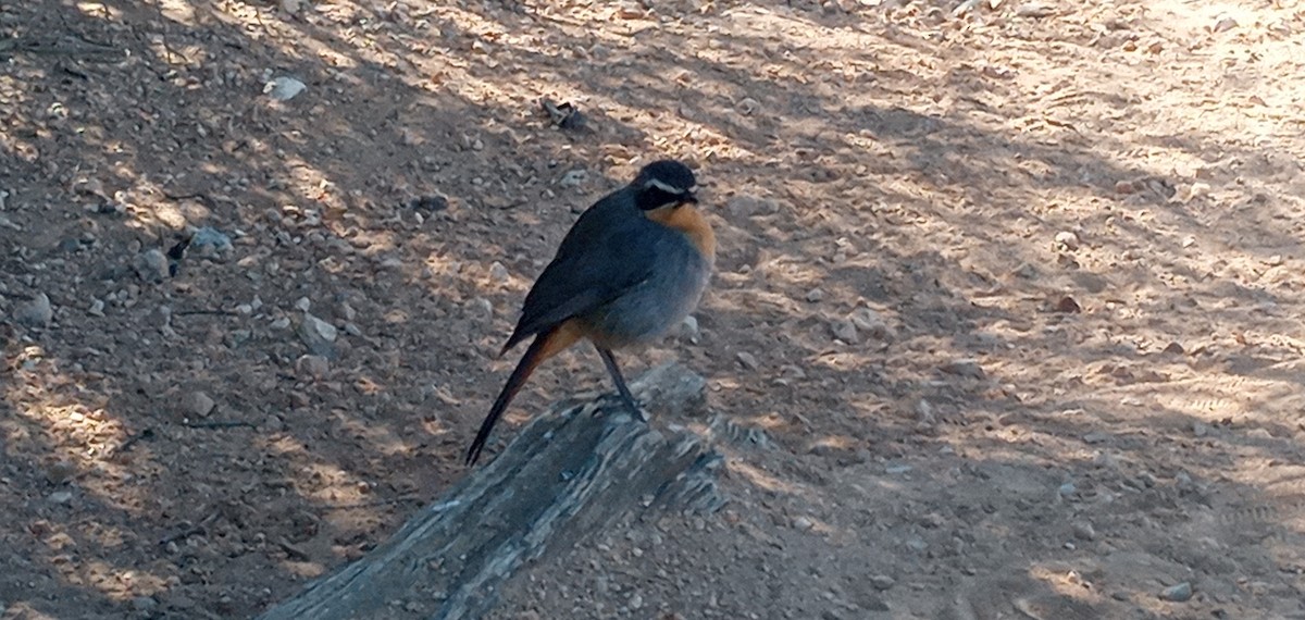 Cape Robin-Chat - ML365727741
