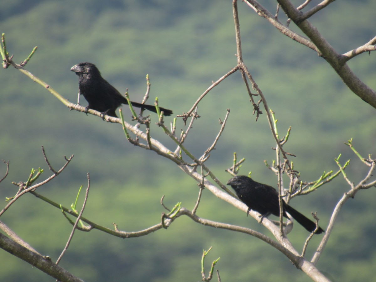 Groove-billed Ani - Edwin Calderon