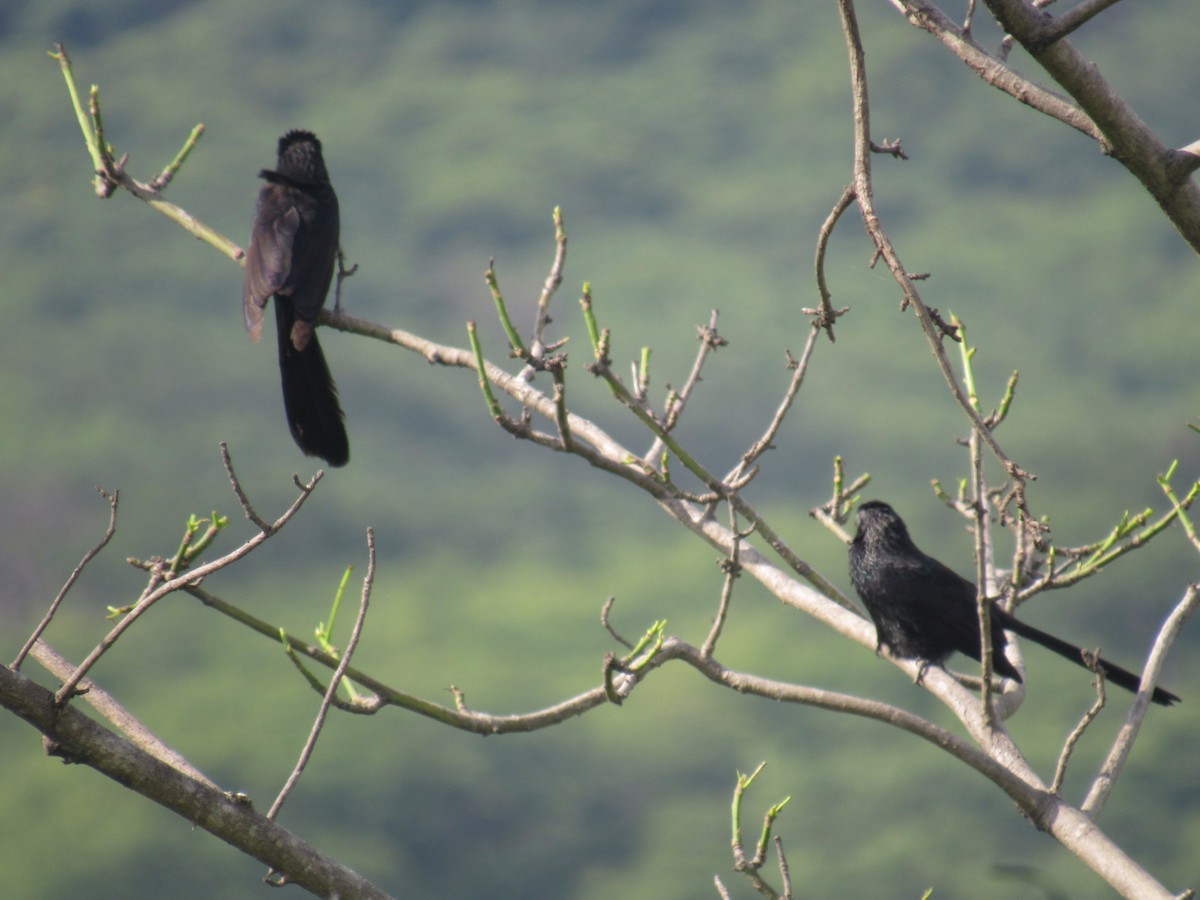 Groove-billed Ani - ML365727841