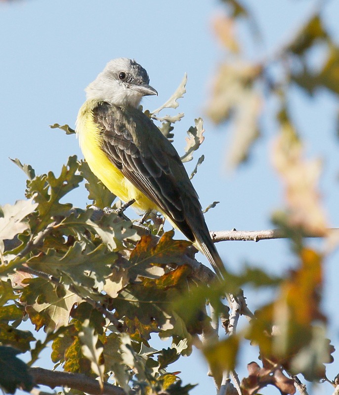 Couch's Kingbird - John Lewis