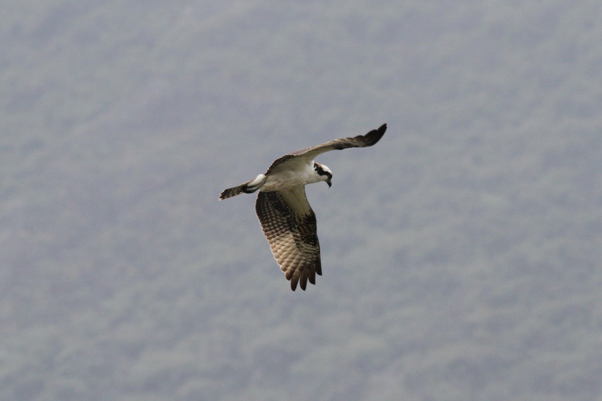 Osprey - ML36572871