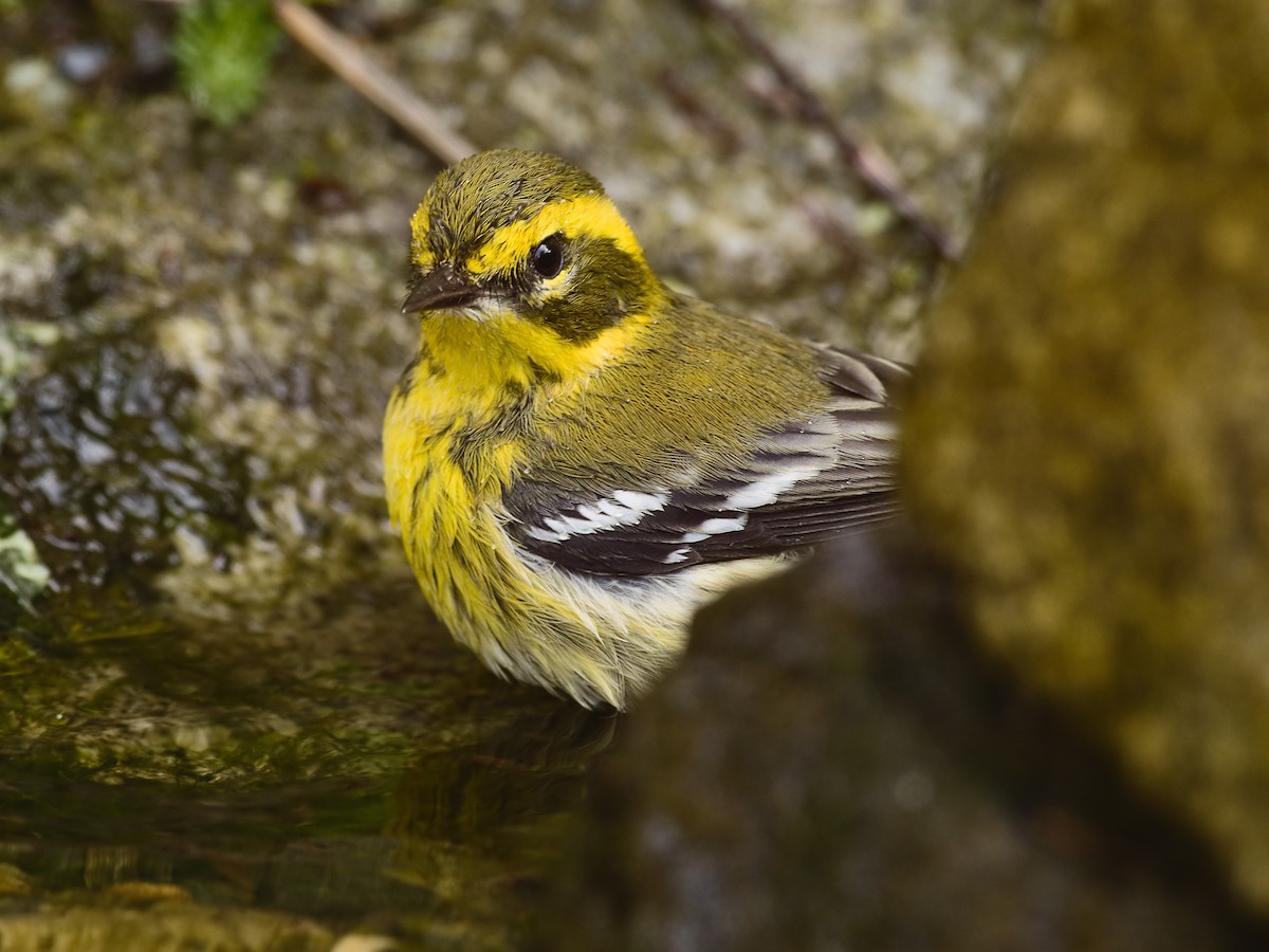 Townsend's Warbler - ML365729431