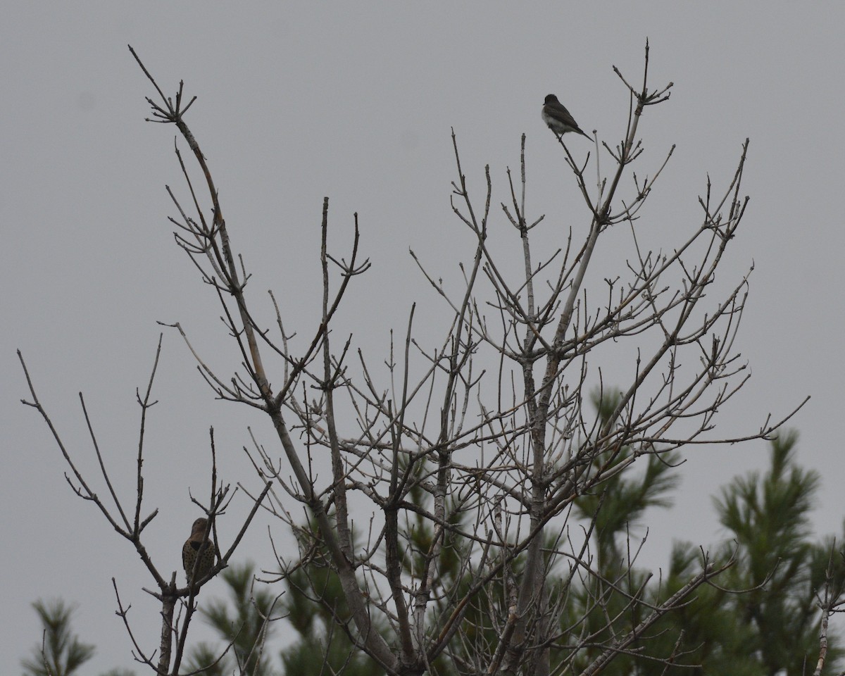 Eastern Kingbird - David Kennedy