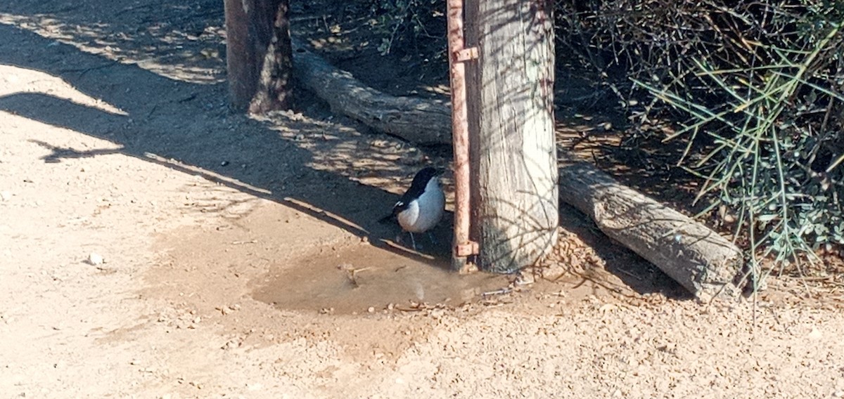 Southern Boubou - ML365731511