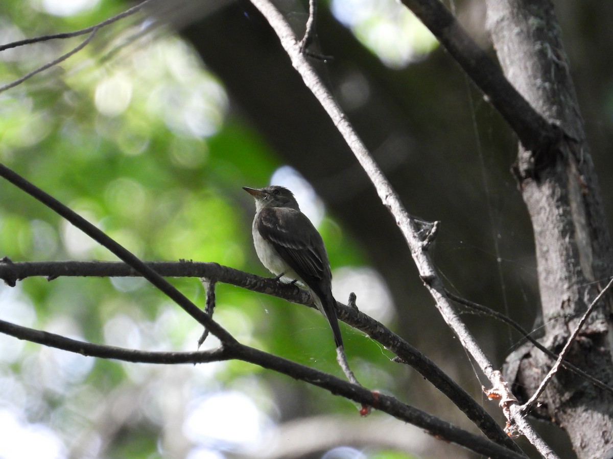 Eastern Wood-Pewee - ML365735741