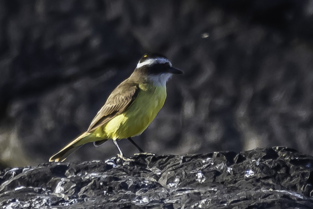 Great Kiskadee - ML365738721