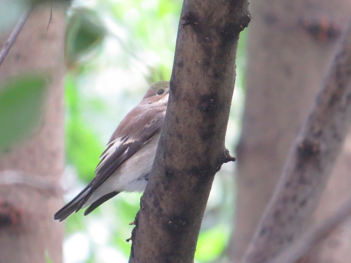 European Pied Flycatcher - ML36574261